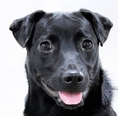 Medium Photo #1 Labrador Retriever-Unknown Mix Puppy For Sale in San Mateo, CA, USA