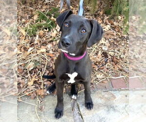 Feist Terrier-Labrador Retriever Mix Dogs for adoption in Minneapolis, MN, USA