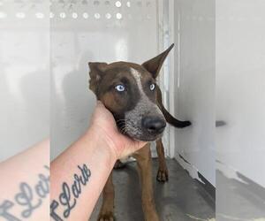 German Shepherd Dog Dogs for adoption in Stockton, CA, USA