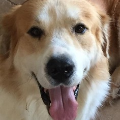 Golden Pyrenees Dogs for adoption in Spring, TX, USA