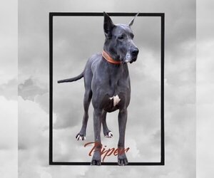 Great Dane Dogs for adoption in Pacolet, SC, USA