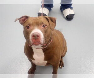 Mutt Dogs for adoption in St. Cloud, FL, USA