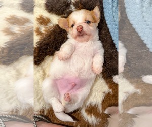 Chihuahua Dogs for adoption in Holly Springs, NC, USA