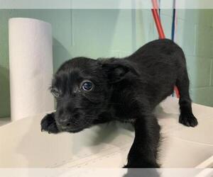 Mutt Dogs for adoption in Grand Prairie, TX, USA