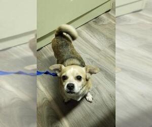 Chiweenie Dogs for adoption in Battle Ground, WA, USA