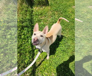 Chinese Shar-Pei-Huskies Mix Dogs for adoption in Evansville, IN, USA