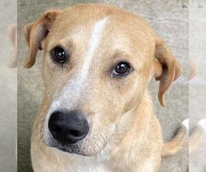 Labrador Retriever Dogs for adoption in Lucedale, MS, USA