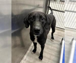 American Pit Bull Terrier-Labrador Retriever Mix Dogs for adoption in Camarillo, CA, USA