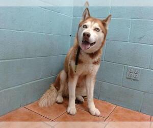 Siberian Husky Dogs for adoption in Downey, CA, USA