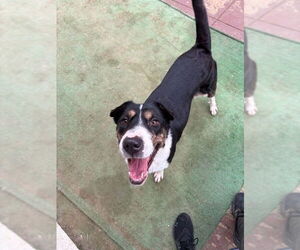 Border Collie-Unknown Mix Dogs for adoption in Silver Spring, MD, USA