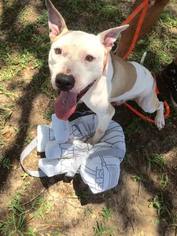 American Staffordshire Terrier Dogs for adoption in Osteen, FL, USA