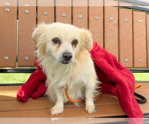 Chihuahua Dogs for adoption in Orange, CA, USA