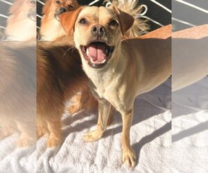 Chihuahua-Unknown Mix Dogs for adoption in Newport Beach, CA, USA