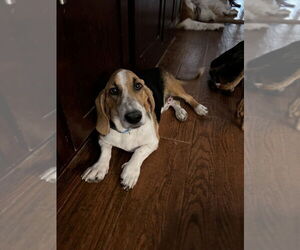 Basset Hound-Unknown Mix Dogs for adoption in Vail, AZ, USA