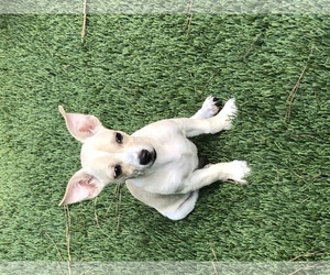 Beagle-Chihuahua Mix Dogs for adoption in Acworth, GA, USA