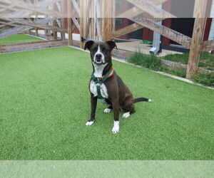 Boxer-Unknown Mix Dogs for adoption in Chestertown, MD, USA