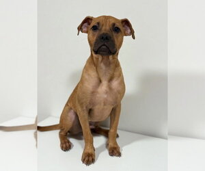 Pug-Unknown Mix Dogs for adoption in Rockaway, NJ, USA