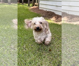 Dachshund Dogs for adoption in Shelbyville, TN, USA