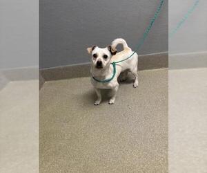 Chihuahua-Unknown Mix Dogs for adoption in Las Vegas, NV, USA