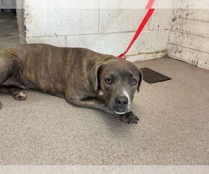 American Pit Bull Terrier Dogs for adoption in San Bernardino, CA, USA