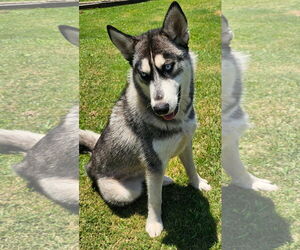 Siberian Husky Dogs for adoption in Grovetown, GA, USA