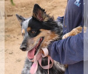 Australian Shepherd Dogs for adoption in Apple Valley, CA, USA