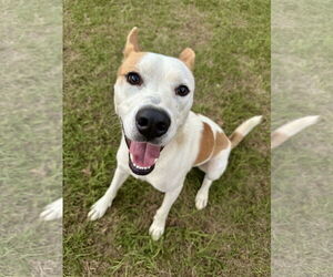 - Mix Dogs for adoption in Eastman, GA, USA