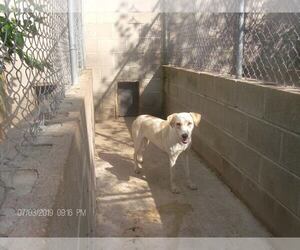 Labrador Retriever Dogs for adoption in KELLYVILLE, OK, USA