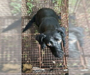 Labrador Retriever-Unknown Mix Dogs for adoption in Houston, TX, USA