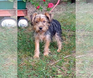 Mutt Dogs for adoption in HOPKINSVILLE/PRINCETON, KY, NH, USA