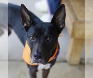 American Staffordshire Terrier-Unknown Mix Dogs for adoption in San Antonio, TX, USA