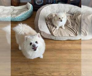 Pomeranian Dogs for adoption in Lockport, NY, USA
