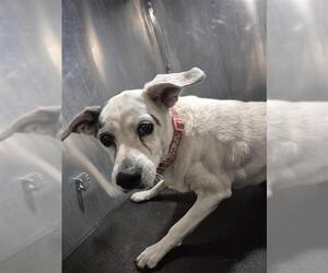 Mutt Dogs for adoption in San Antonio, TX, USA