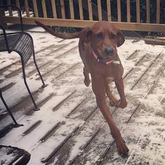 Redbone Coonhound-Unknown Mix Dogs for adoption in Cool Ridge, WV, USA