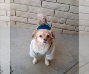 Chiranian Dogs for adoption in Apple Valley, CA, USA
