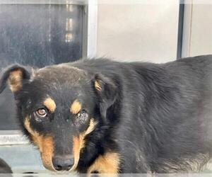 German Shepherd Dog-Unknown Mix Dogs for adoption in Riverside, CA, USA