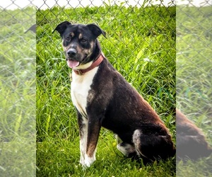 Mutt Dogs for adoption in Bellbrook, OH, USA