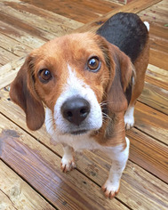 Beagle Dogs for adoption in Huntsville, AL, USA