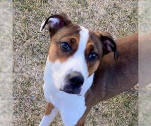 American Staffordshire Terrier Dogs for adoption in Kanab, UT, USA