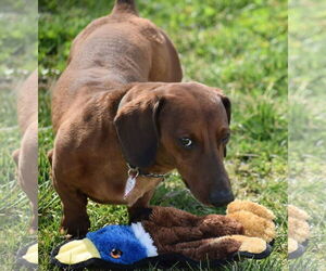 Dachshund Dogs for adoption in Shelbyville, TN, USA