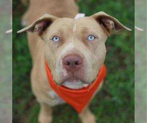 American Staffordshire Terrier Dogs for adoption in San Antonio, TX, USA
