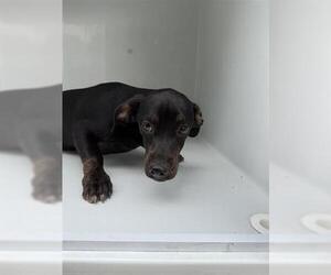 Dachshund Dogs for adoption in Houston, TX, USA