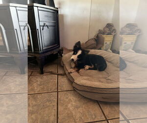 Border Collie-Collie Mix Dogs for adoption in Chama, NM, USA