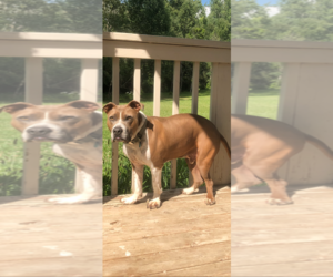 Bulloxer Dogs for adoption in Livonia, MI, USA