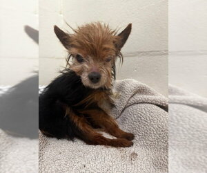 Mutt Dogs for adoption in Fremont, CA, USA