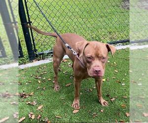 American Staffordshire Terrier Dogs for adoption in Fort Lauderdale, FL, USA