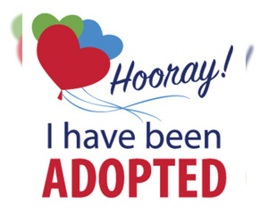 American Foxhound Dogs for adoption in Alexandria, VA, USA