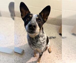 Australian Cattle Dog Dogs for adoption in Brighton, CO, USA