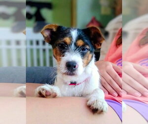 Mutt Dogs for adoption in New London, WI, USA