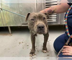 American Pit Bull Terrier-Unknown Mix Dogs for adoption in Waco, TX, USA